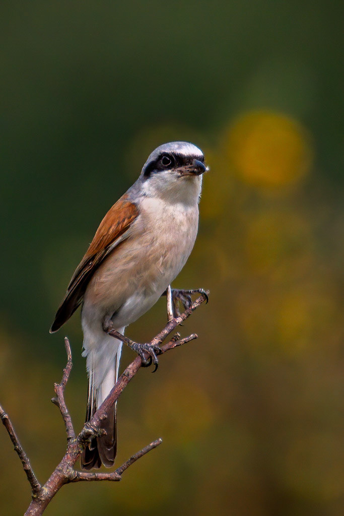 Red-backed Shrike