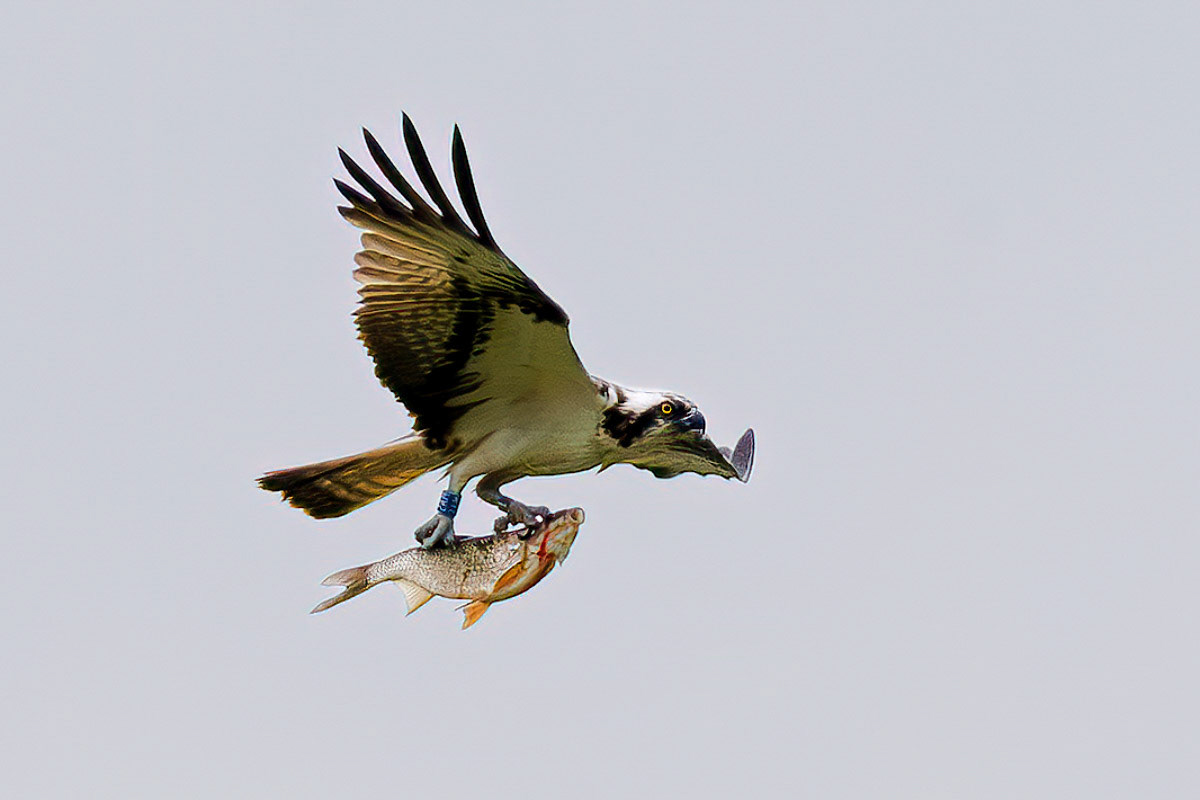 Osprey