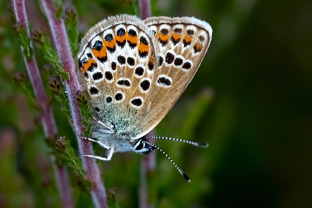 Silver-studded Blue