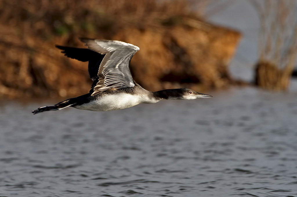Great Northern Diver