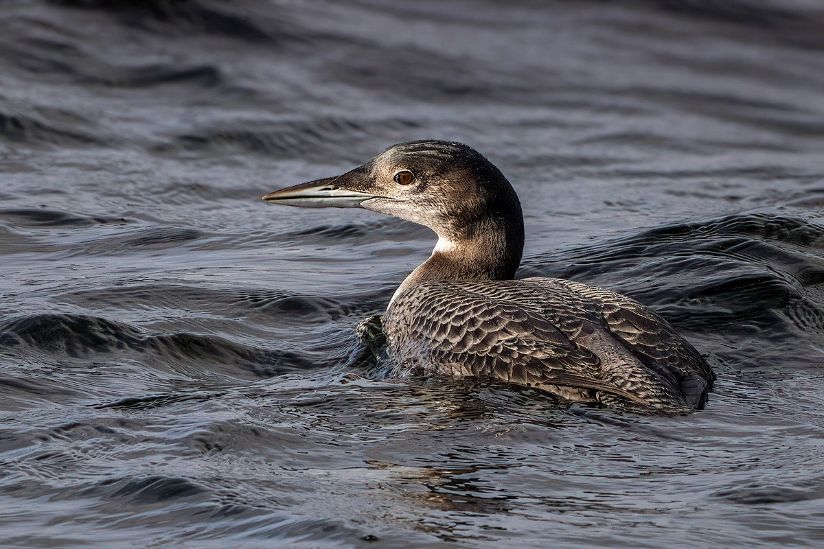 Great Northern Diver