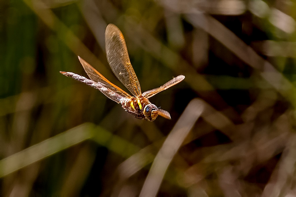 Brown Hawker