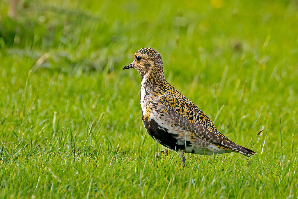 Golden Plover