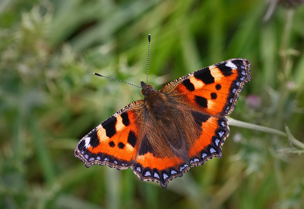 Small Tortoiseshell