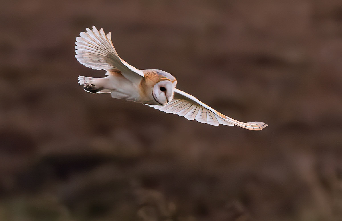Barn Owl