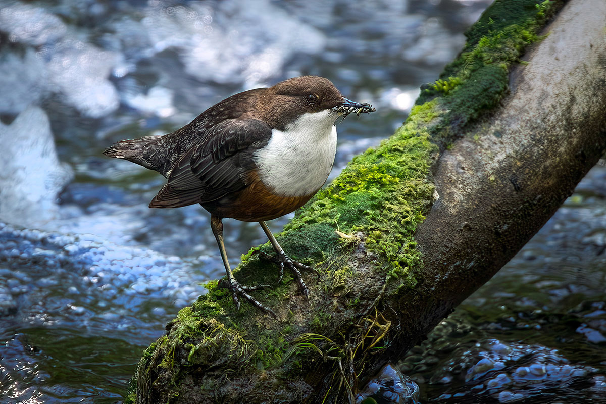 Dipper