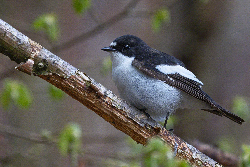 Pied Flycatcher