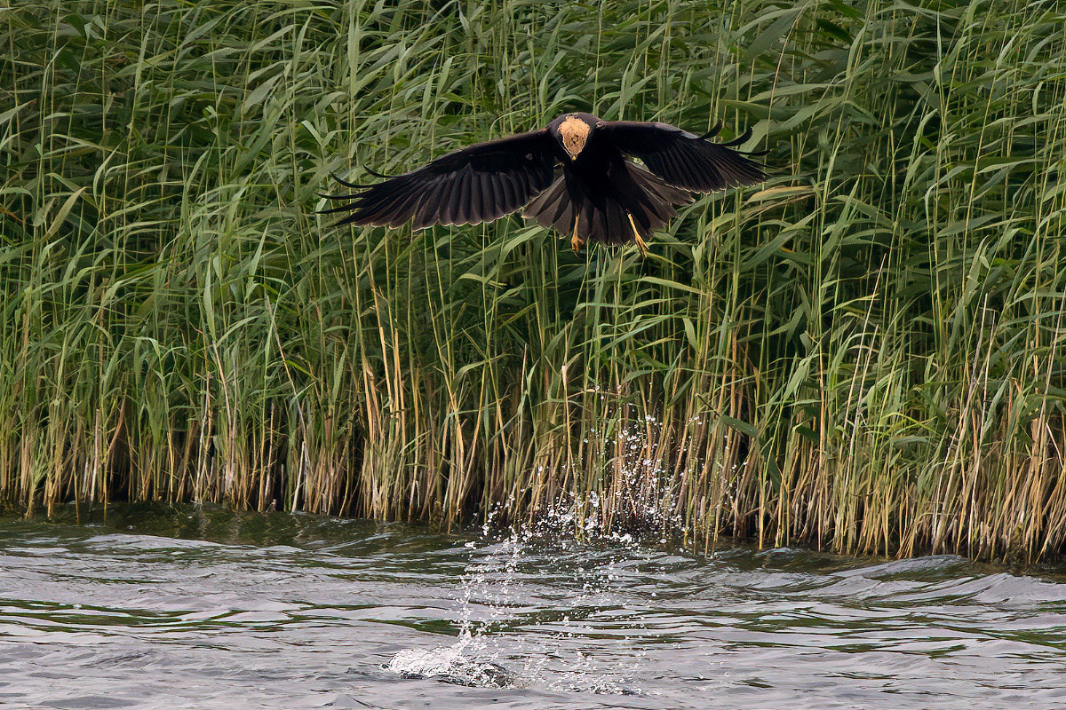 Marsh Harrier