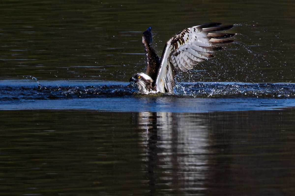 Osprey