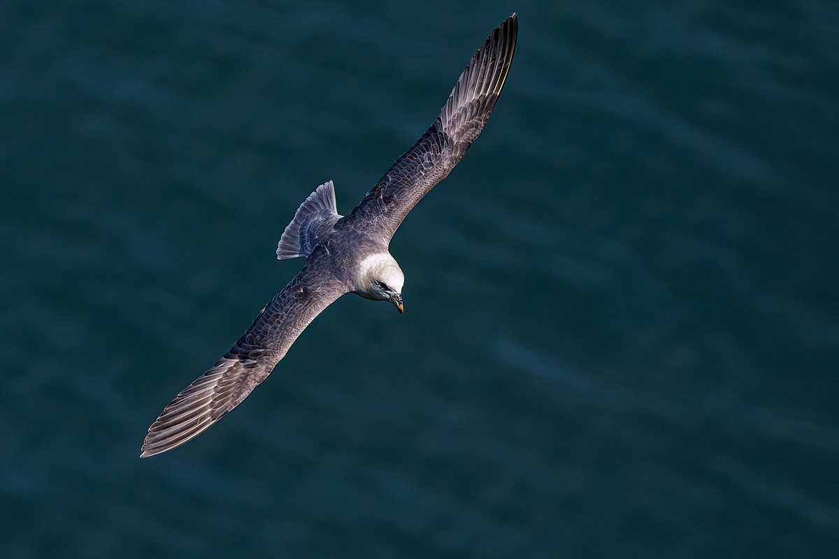 Fulmar