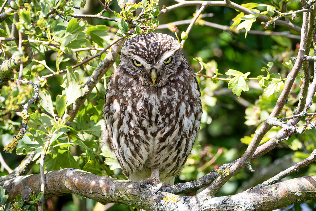 Little Owl