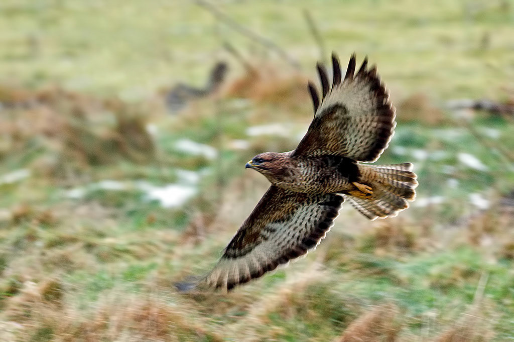 Buzzard