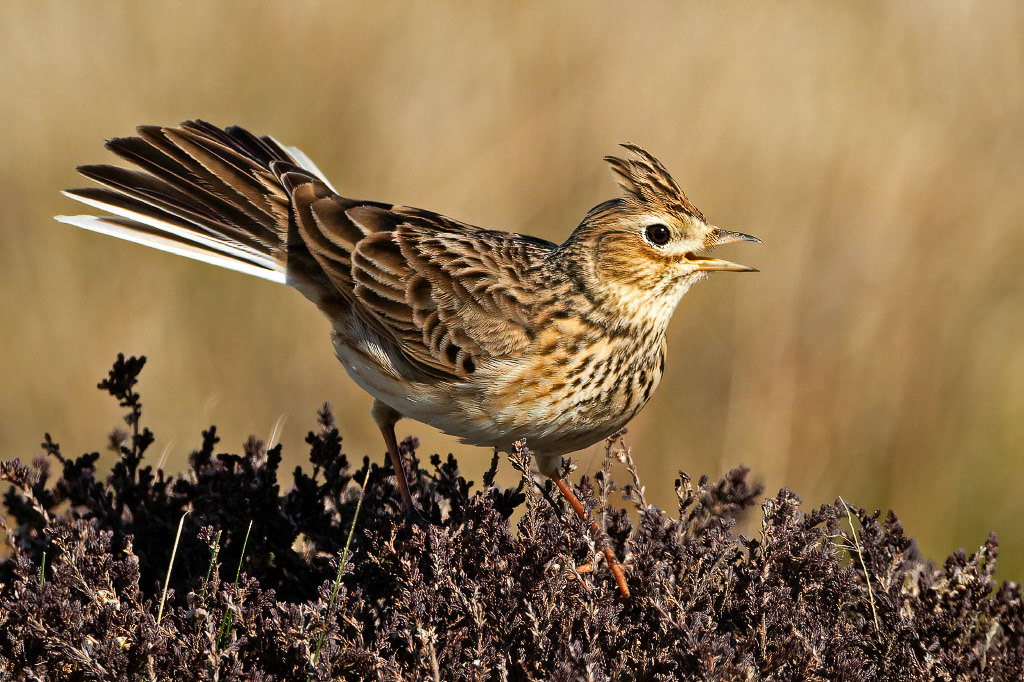 Skylark