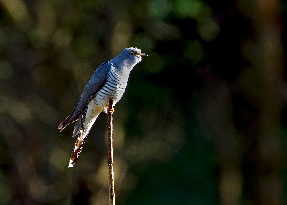 Cuckoo