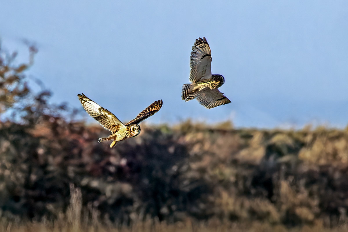 Short-eared Owl