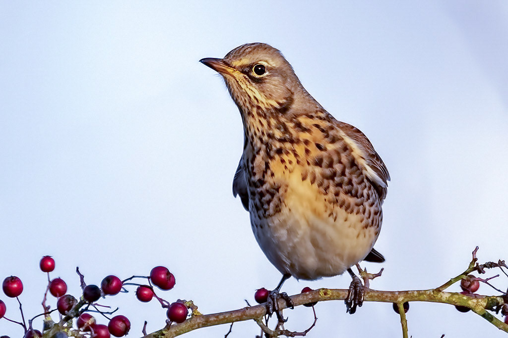 Fieldfare