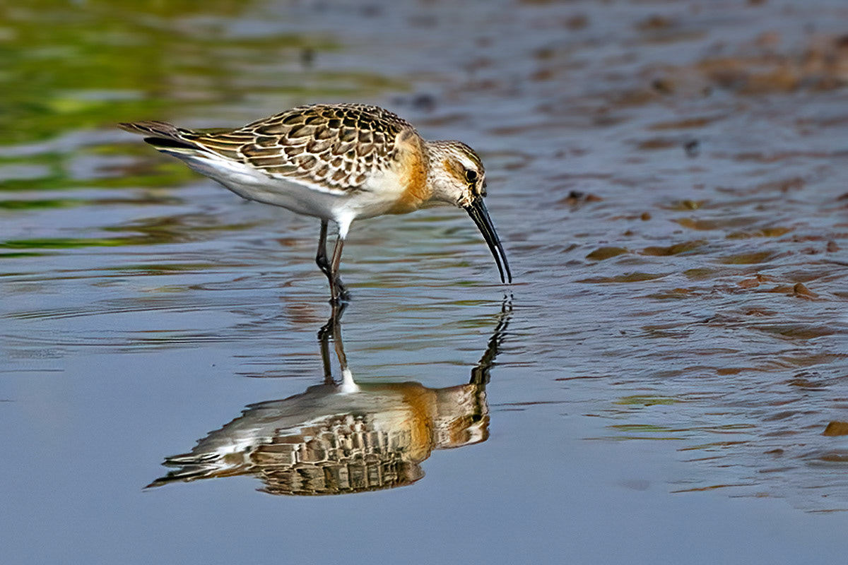 Curlew Sandpiper