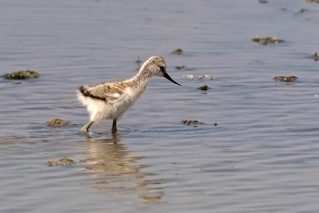 Avocet