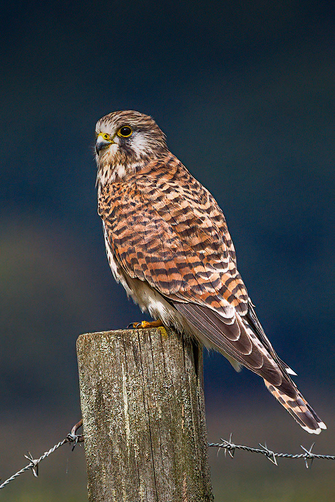 Kestrel