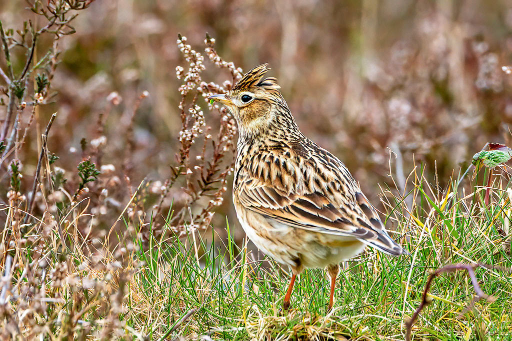Skylark