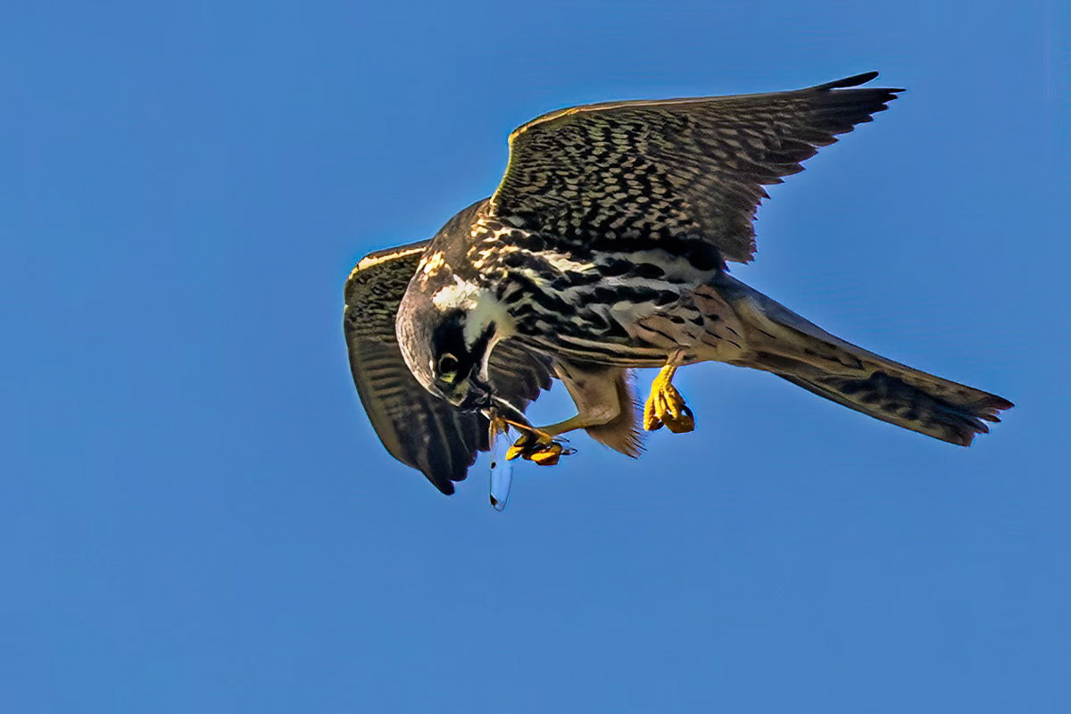 Hobby