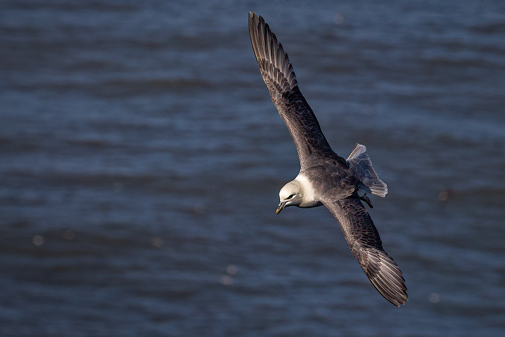 Fulmar
