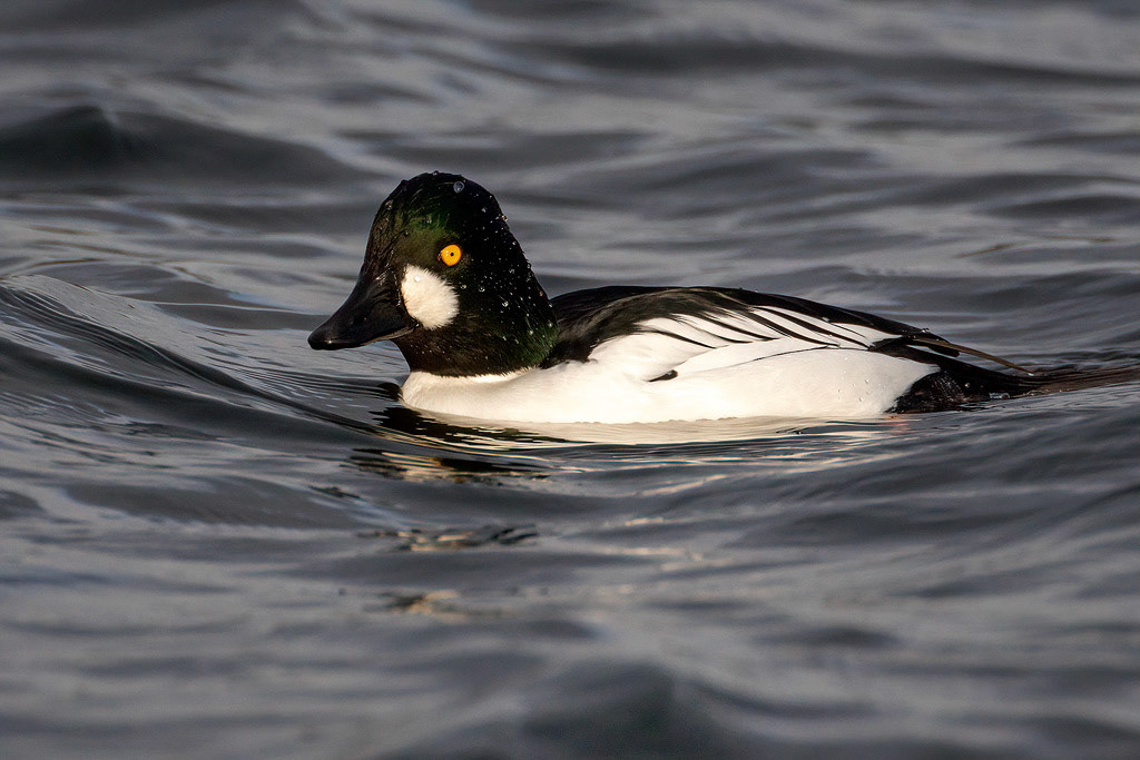 Goldeneye Duck