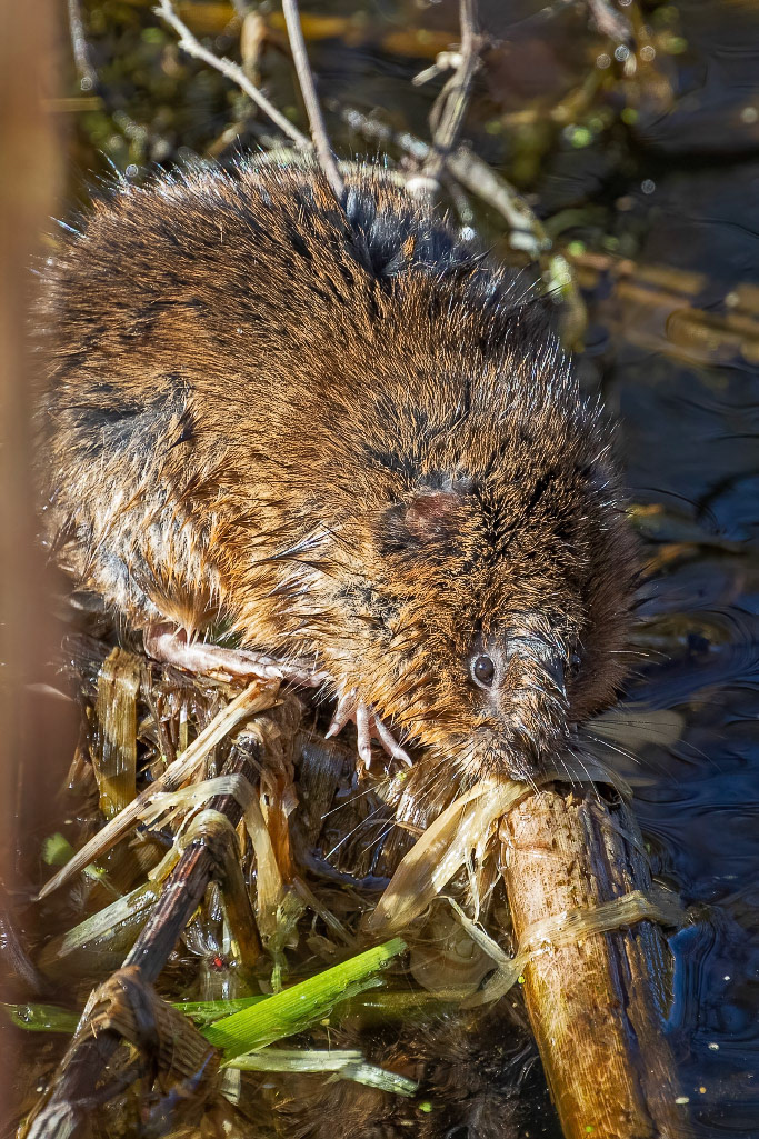 Water Vole