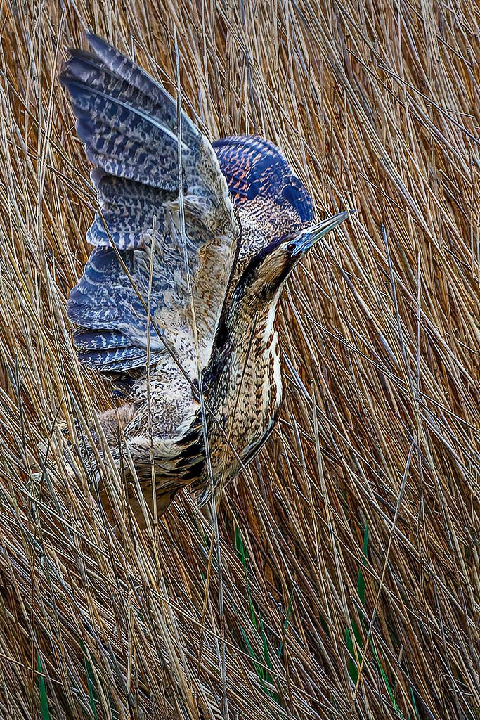 Bittern