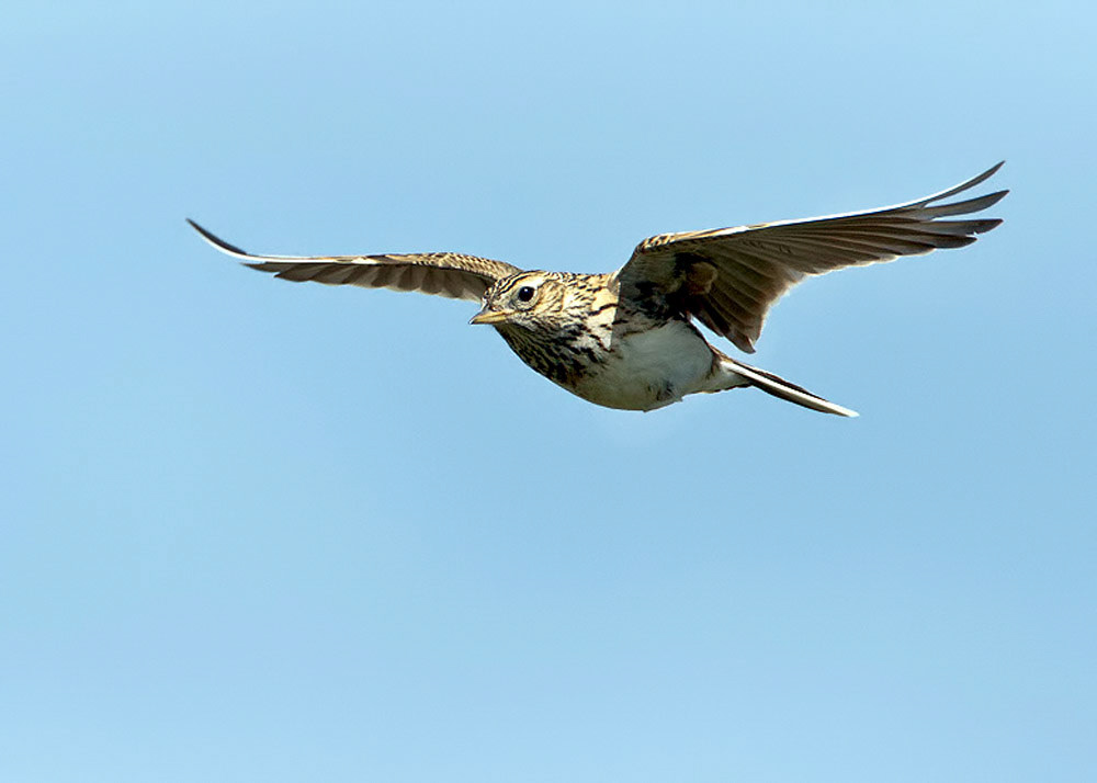 Skylark