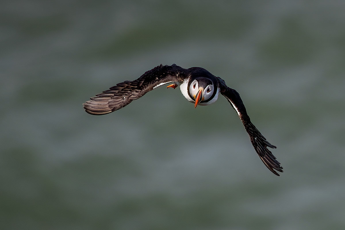Puffin