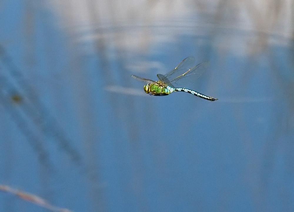 Emperor Dragonfly