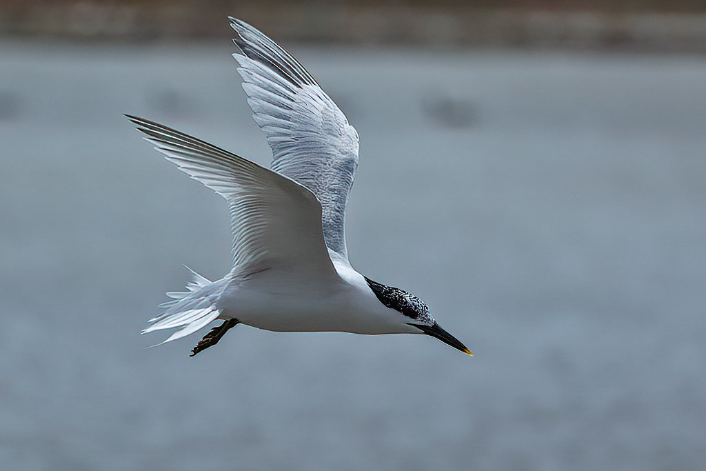 Sandwich Tern