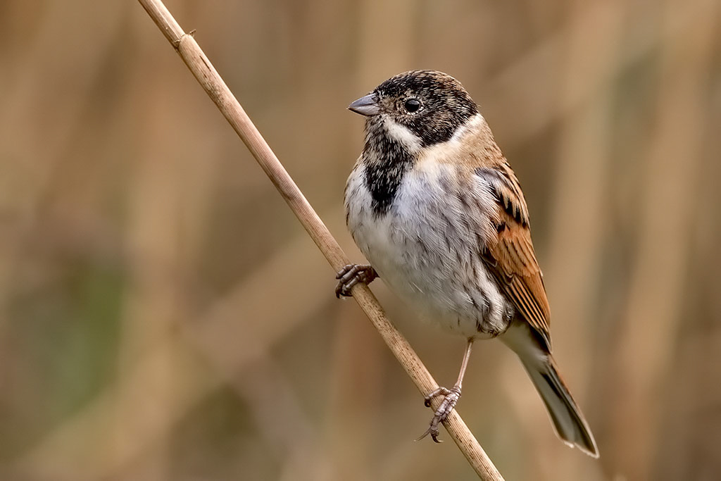 Reed Bunting