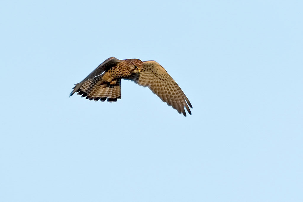Kestrel