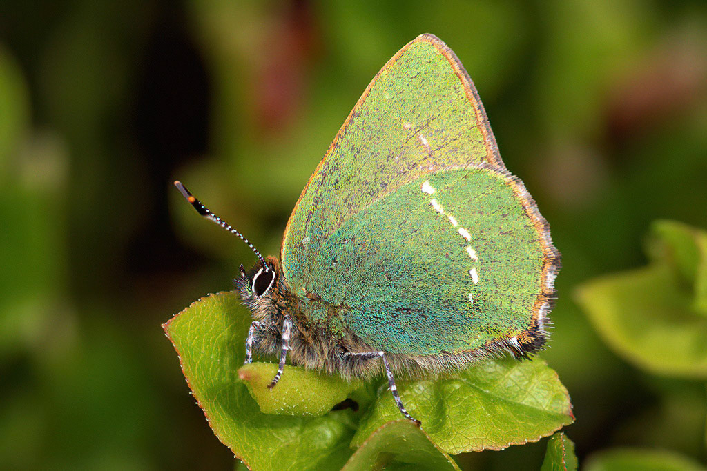 Green Hairstreak