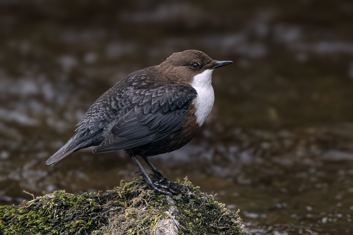 Dipper