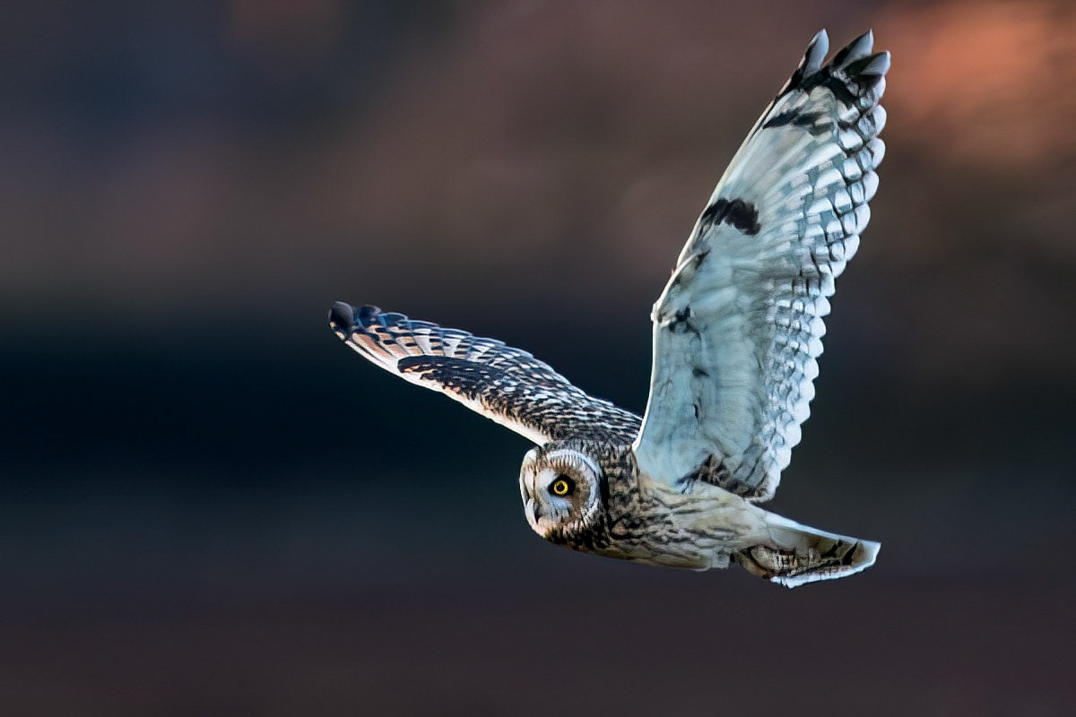 Short-eared Owl