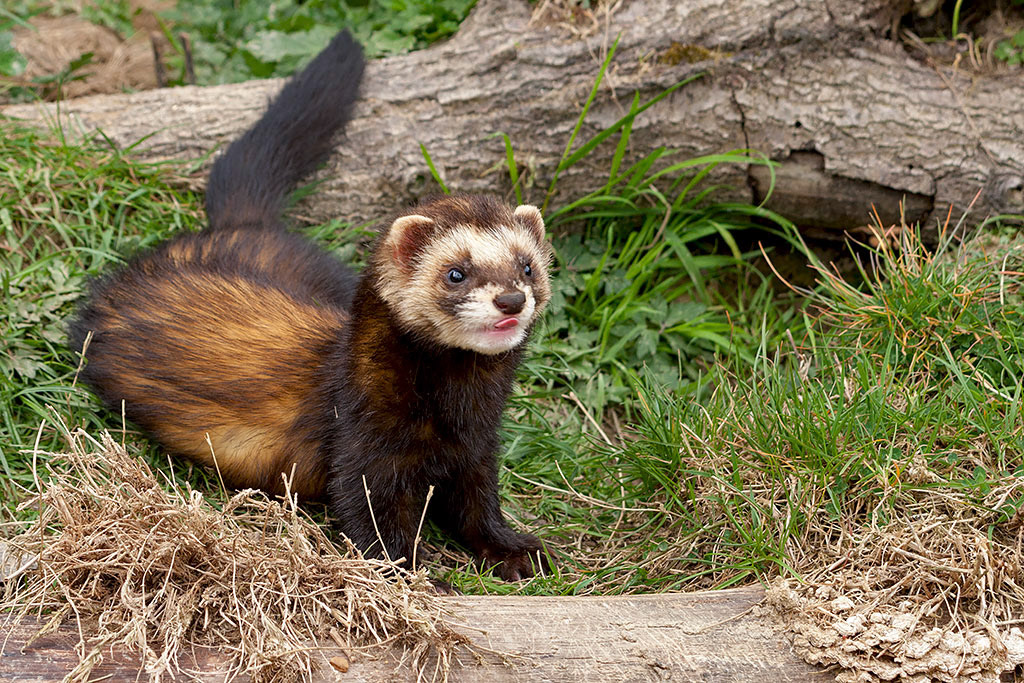 Polecat