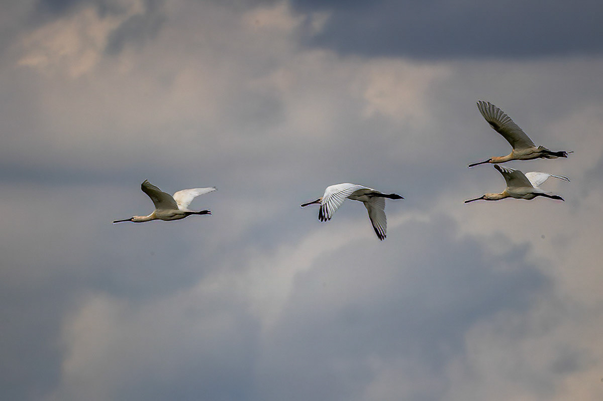 Spoonbill