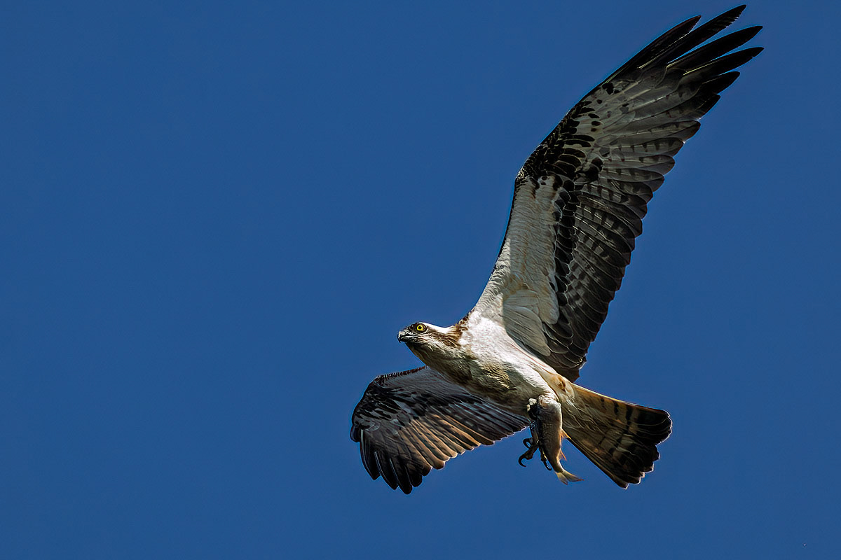 Osprey