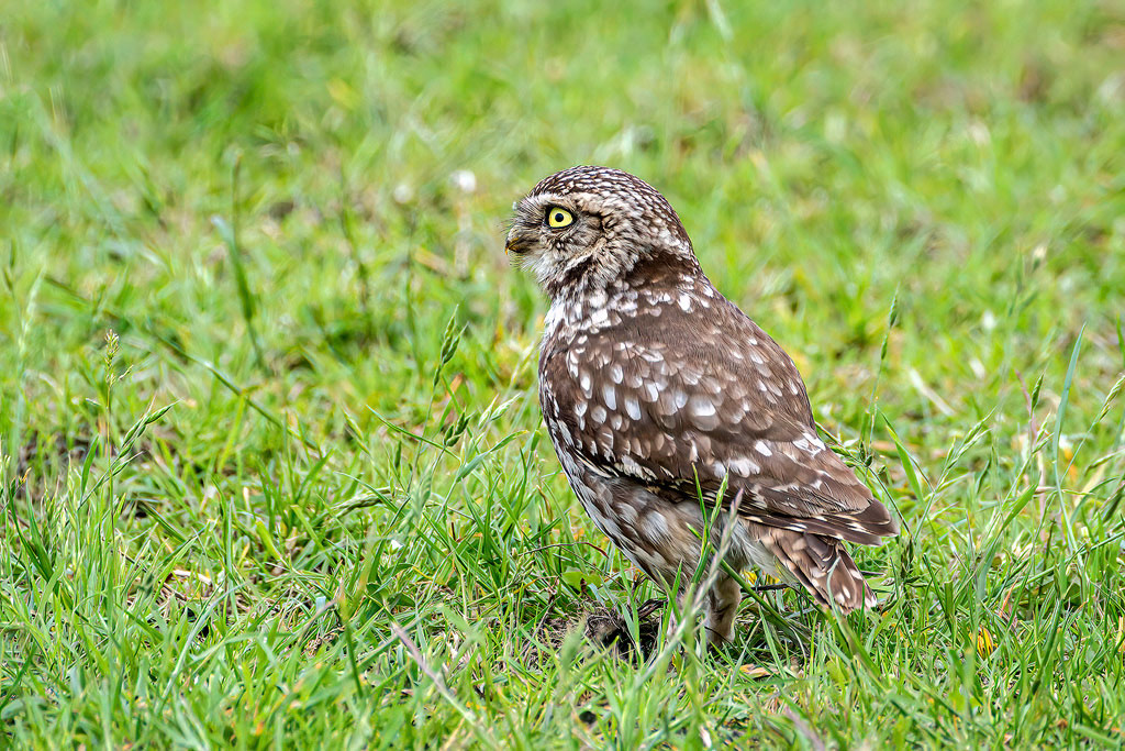 Little Owl