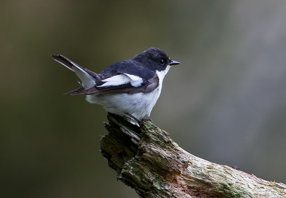 Male Pied Flycatcher
