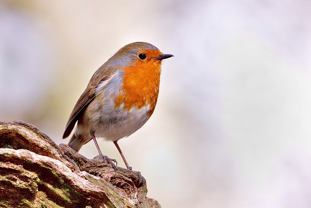 Robin