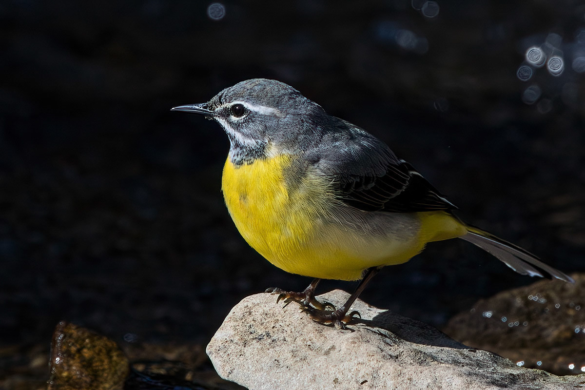 Grey Wagtail