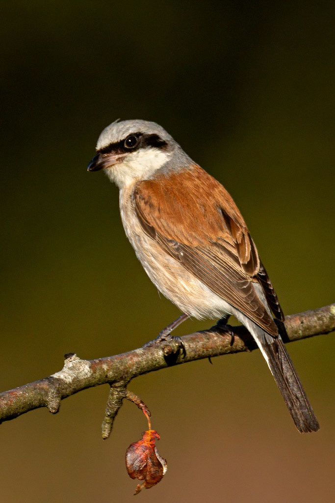 Red-backed Shrike