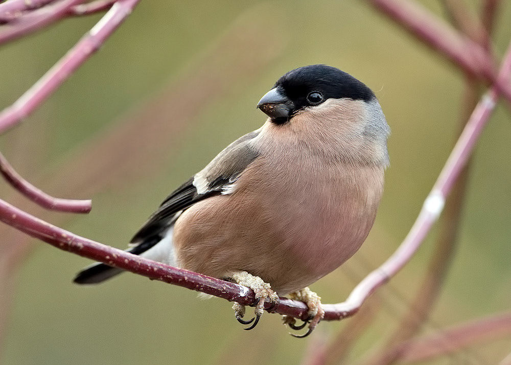 Bullfinch