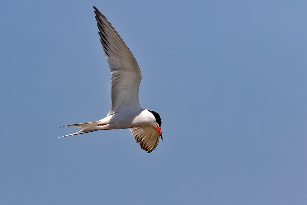 Common Tern