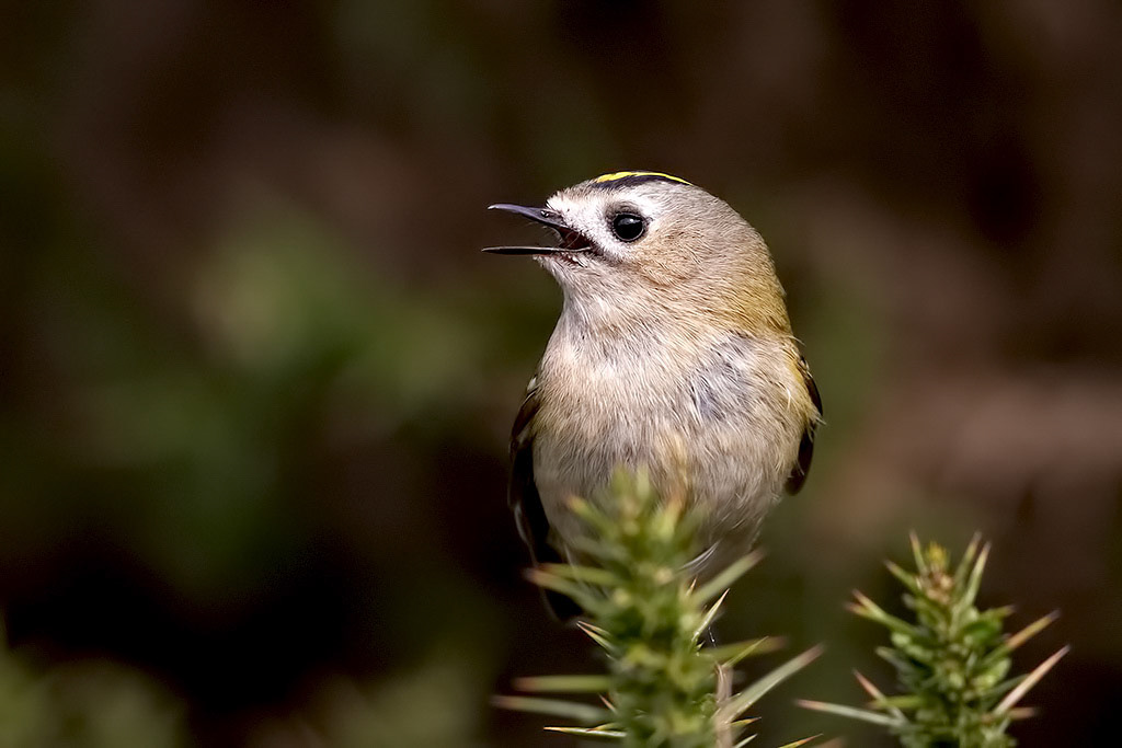 Goldcrest