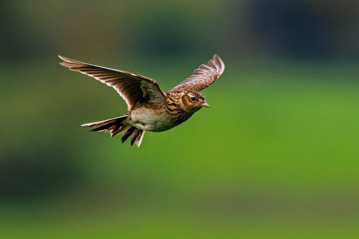 Skylark
